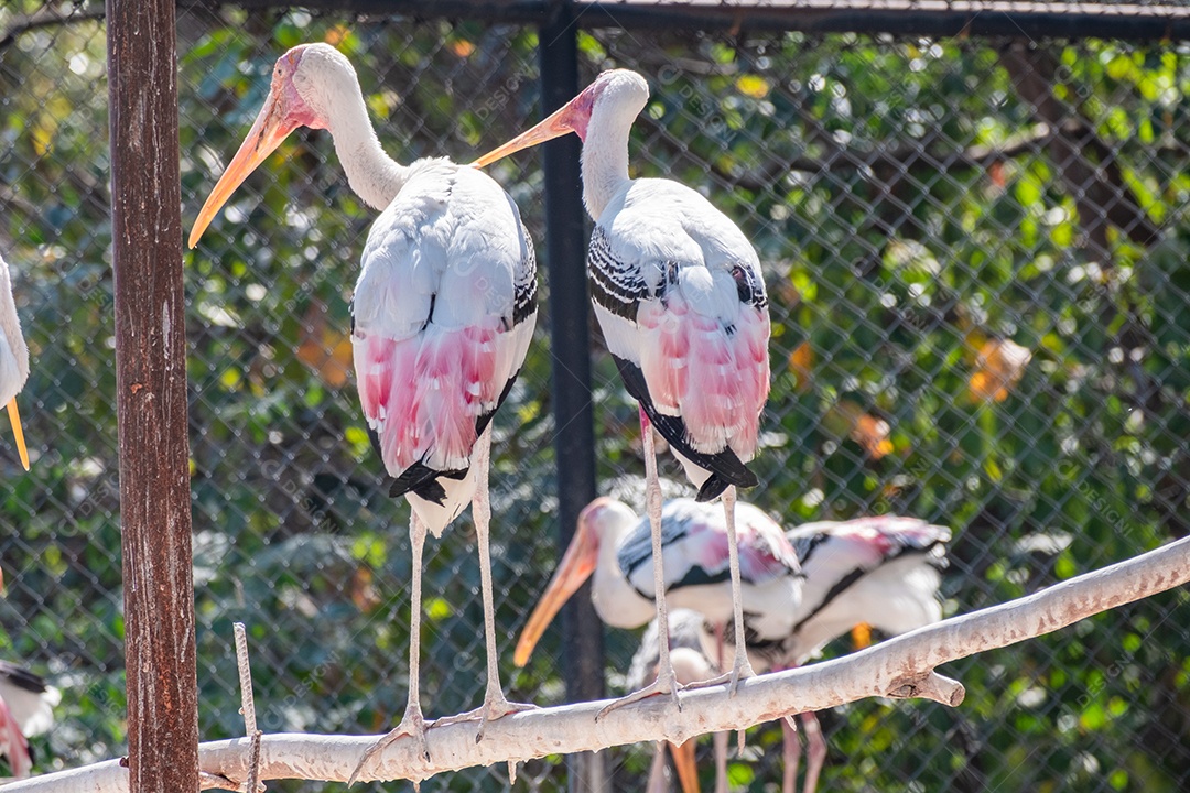 Tântalo indiano Ave sobre floresta