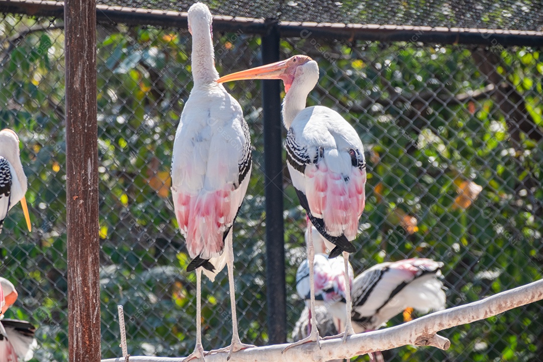 Tântalo indiano Ave sobre floresta
