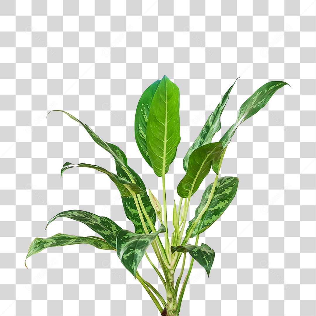 Planta Verde PNG Transparente