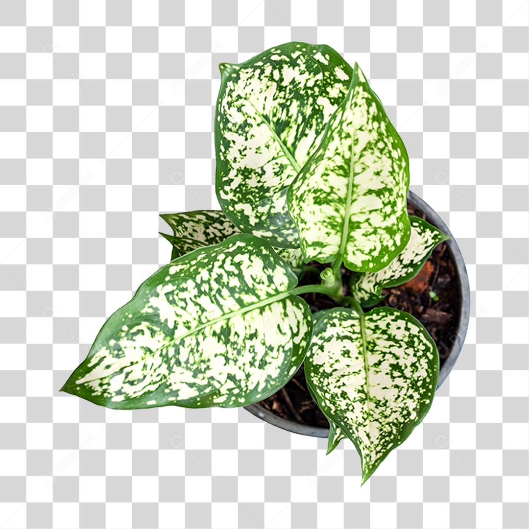 Vaso com Planta Verde PNG Transparente