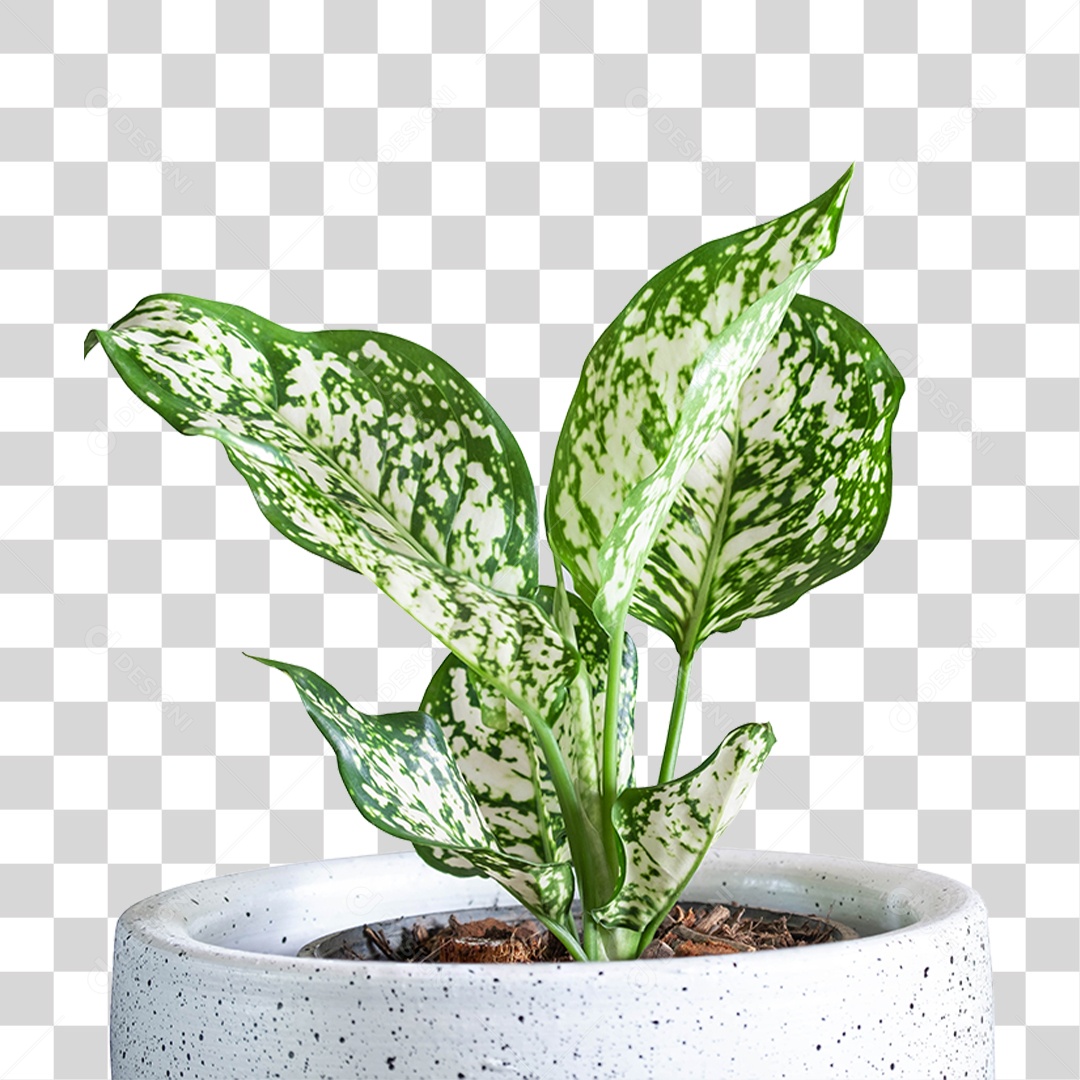 Planta em Vaso de Louça PNG Transparente