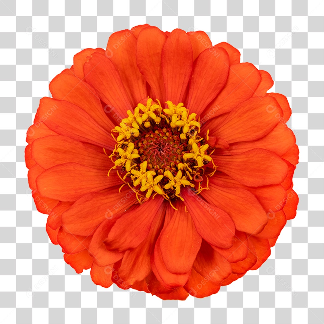 Plantas Flores Vermelhas PNG Transparente