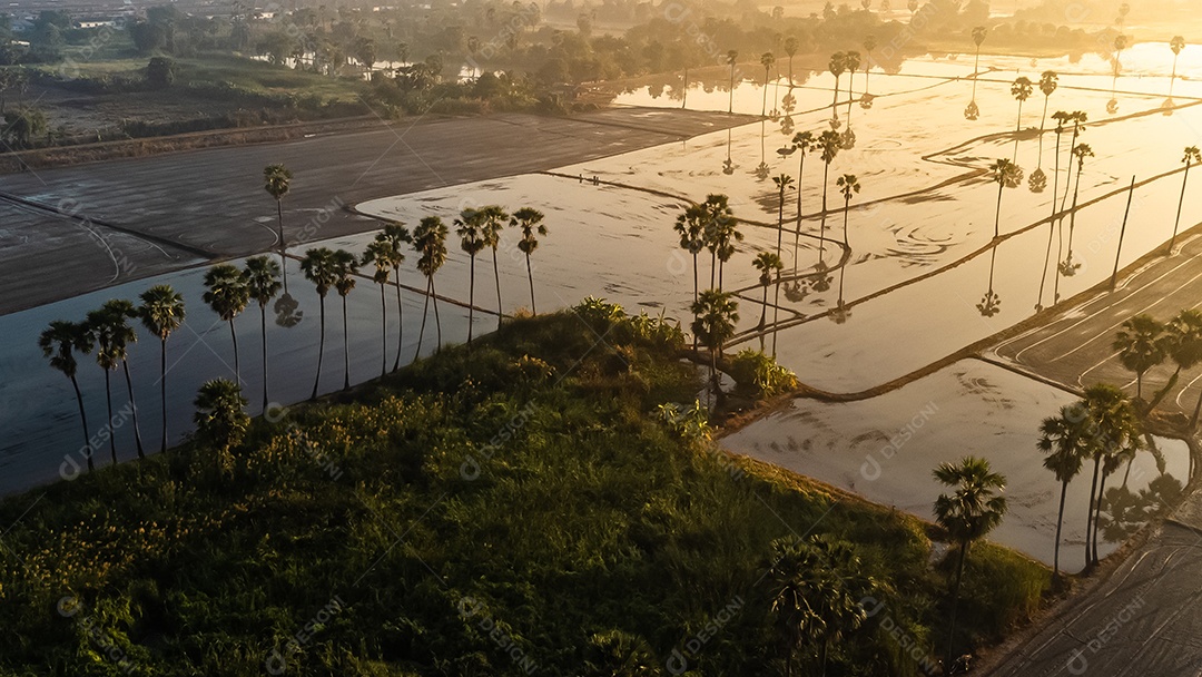 Vista de alto ângulo Fotografia aérea de palmeiras de açúcar