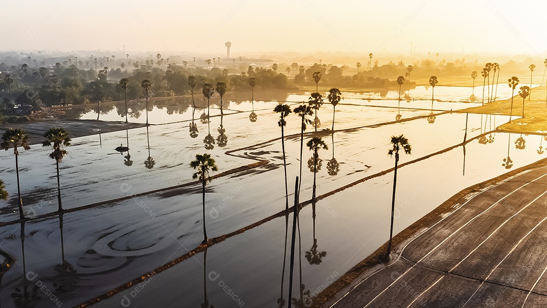 Vista de alto ângulo Fotografia aérea de palmeiras de açúcar