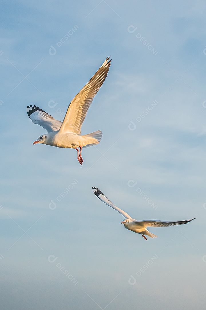 Gaivota voando alto no vento. gaivota voadora.