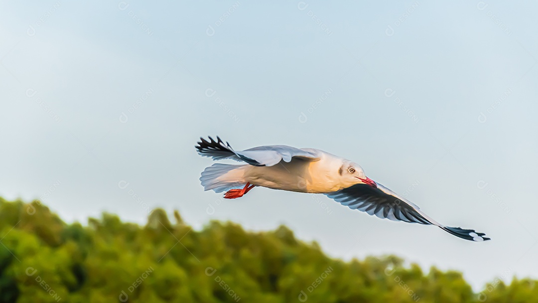 Gaivota voando alto no vento. gaivota voadora.