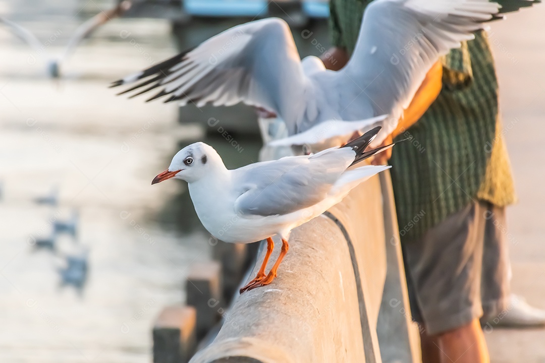 A gaivota está parada na beira da ponte.