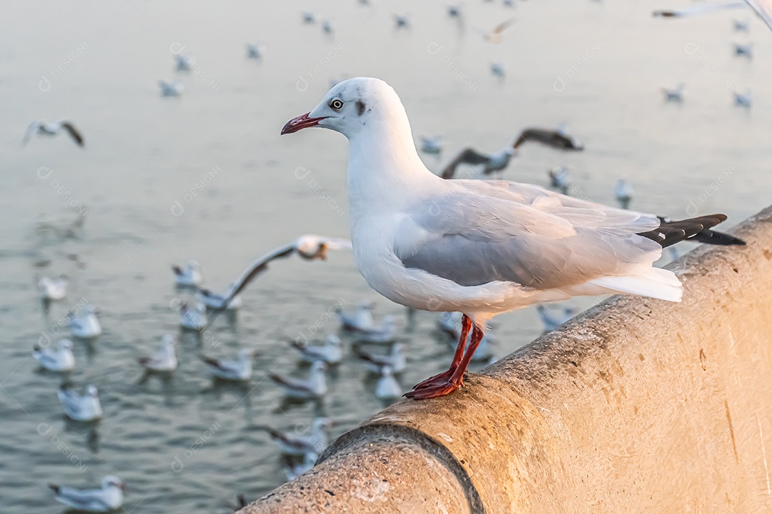 A gaivota está parada na beira da ponte.