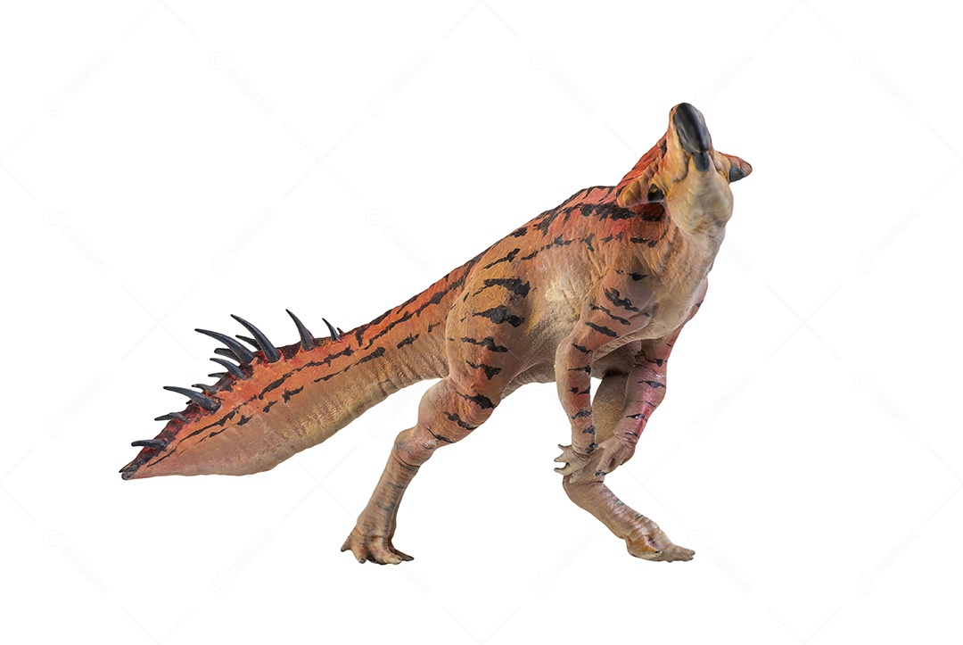 Protoceratops, dinossauro no fundo isolado