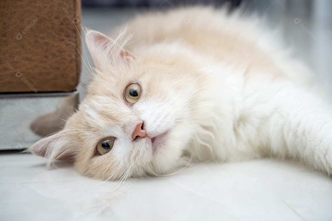 Gato persa branco e marrom com um rosto fofo