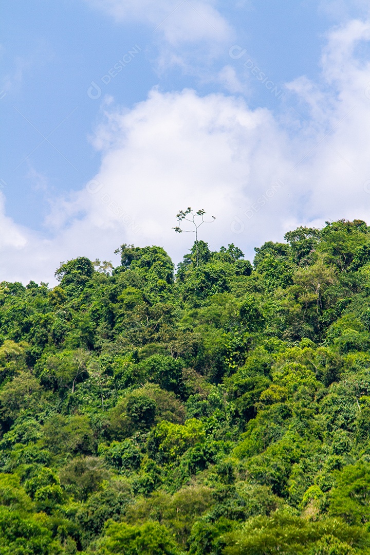 Pedaço da mata atlântica em Paraty no Rio de Janeiro.
