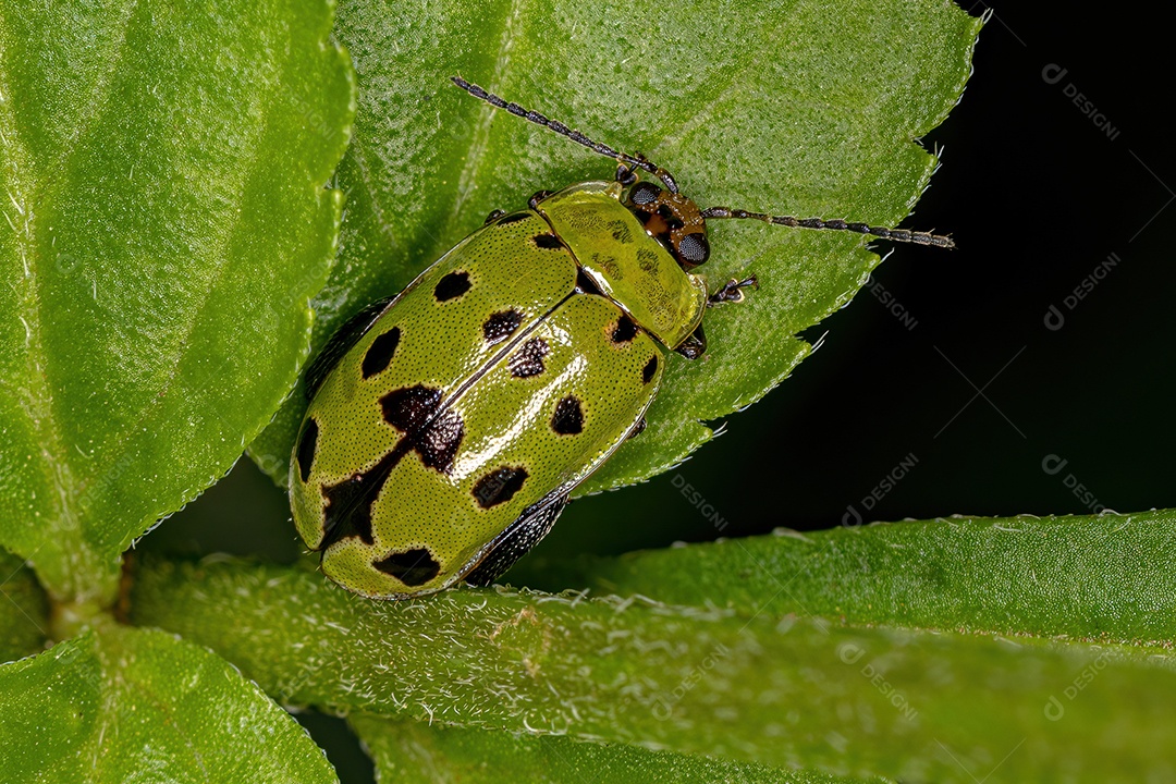 Besouro pulga adulto da espécie Alagoasa quaerula.