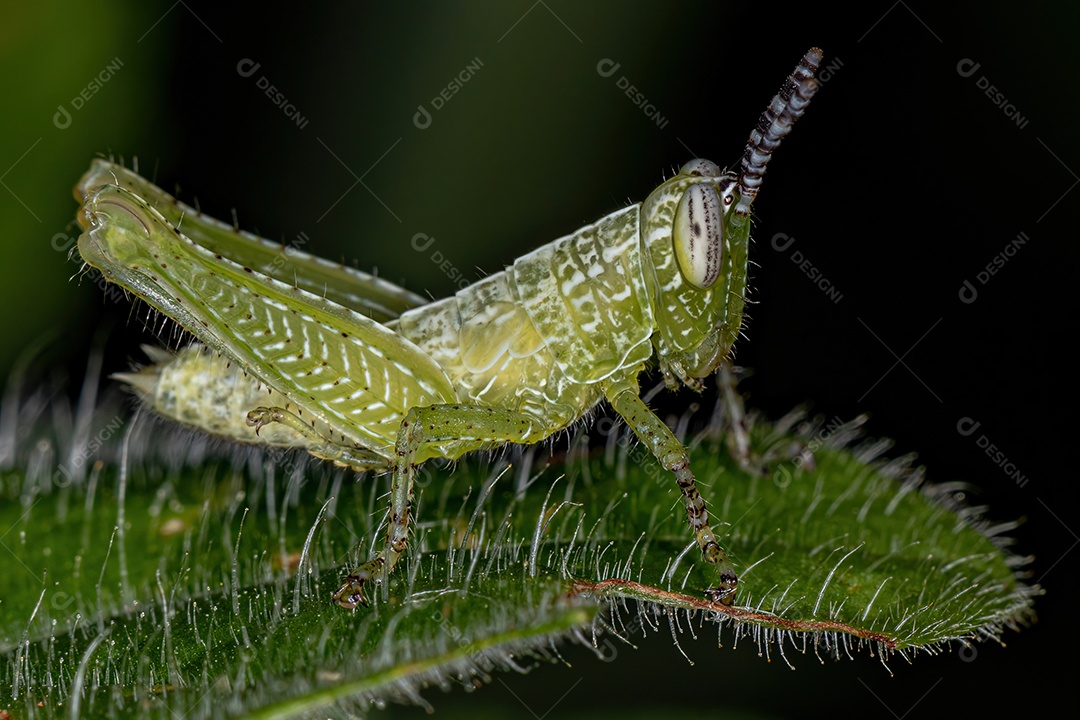 Ninfa de gafanhoto de chifre curto da família Acrididae.