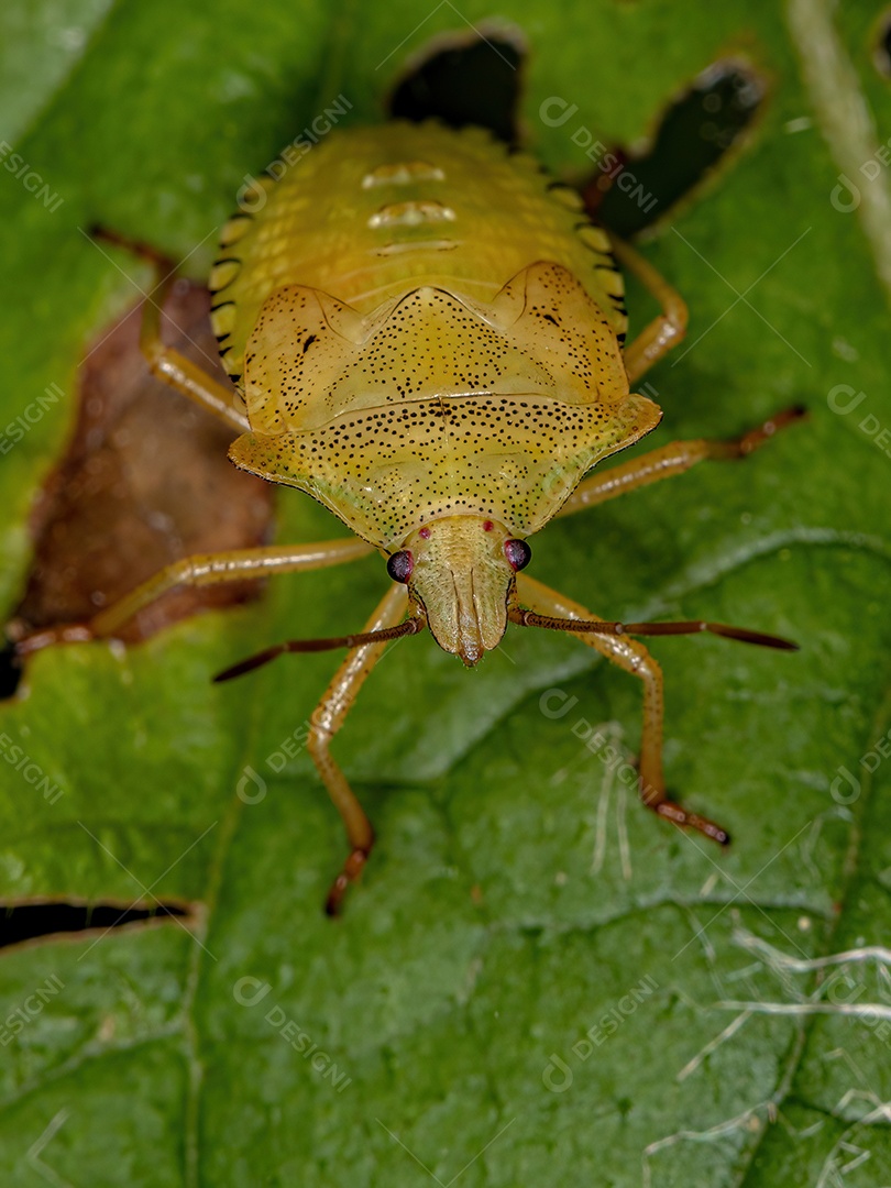 Ninfa do Percevejo Fedorento da Tribo Carpocorini.