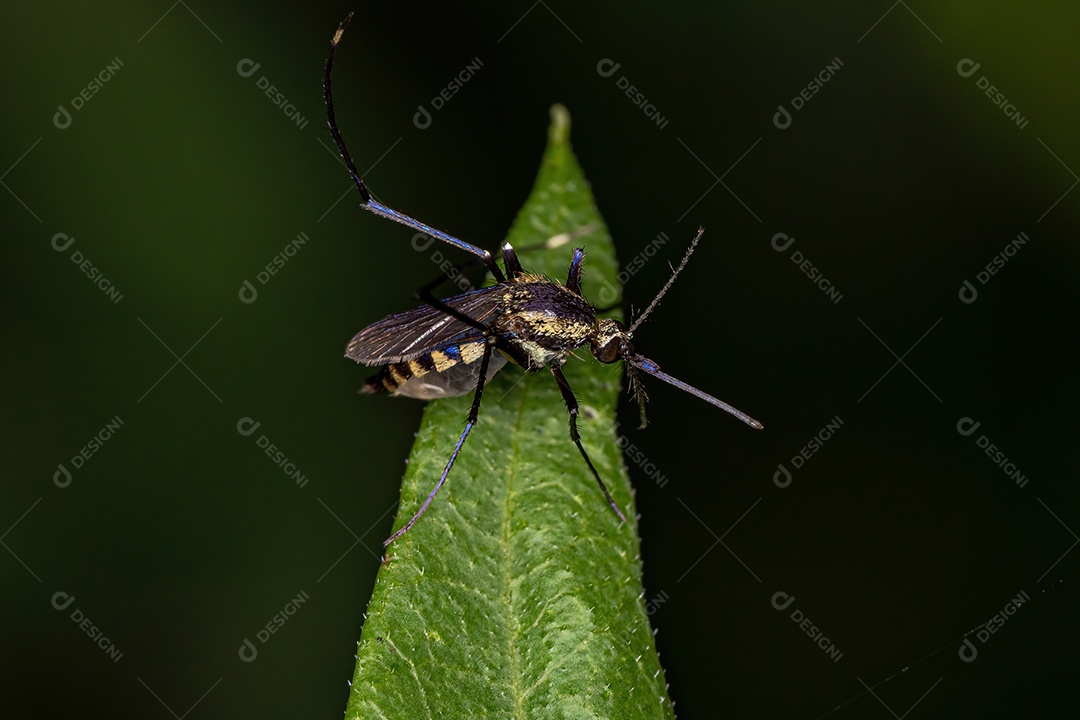 Mosquito culicíneo adulto Inseto do gênero Psorophora.