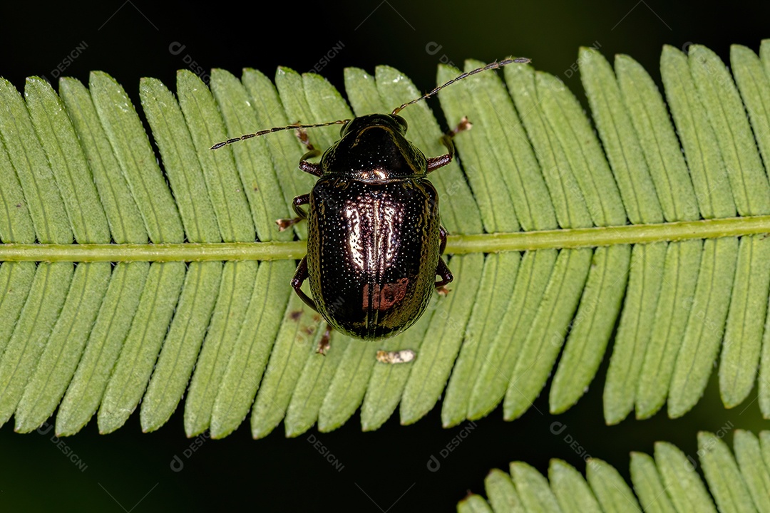 Besouro da folha adulto da subfamília Eumolpinae.