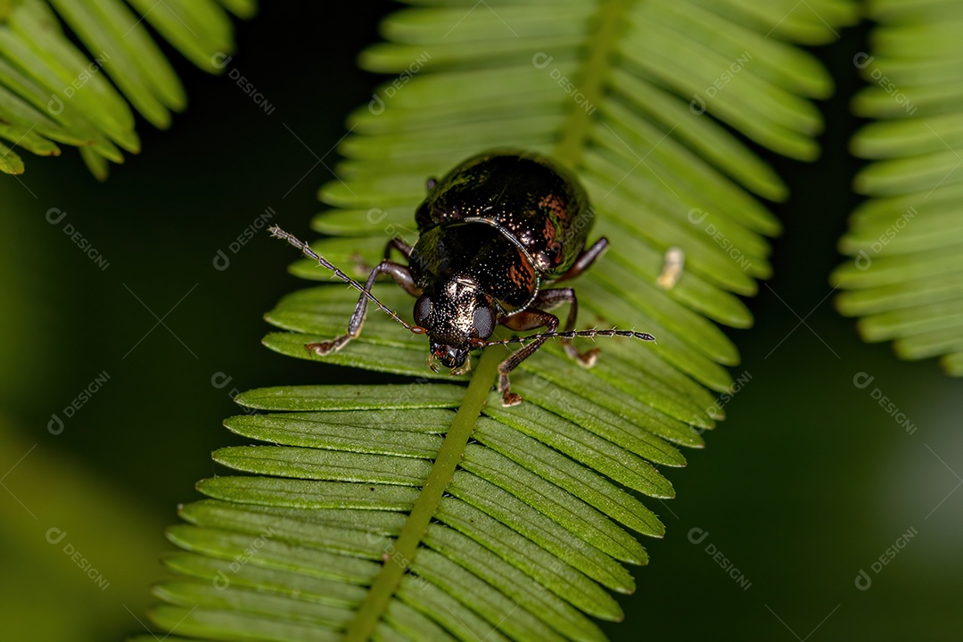 Besouro da folha adulto da subfamília Eumolpinae.