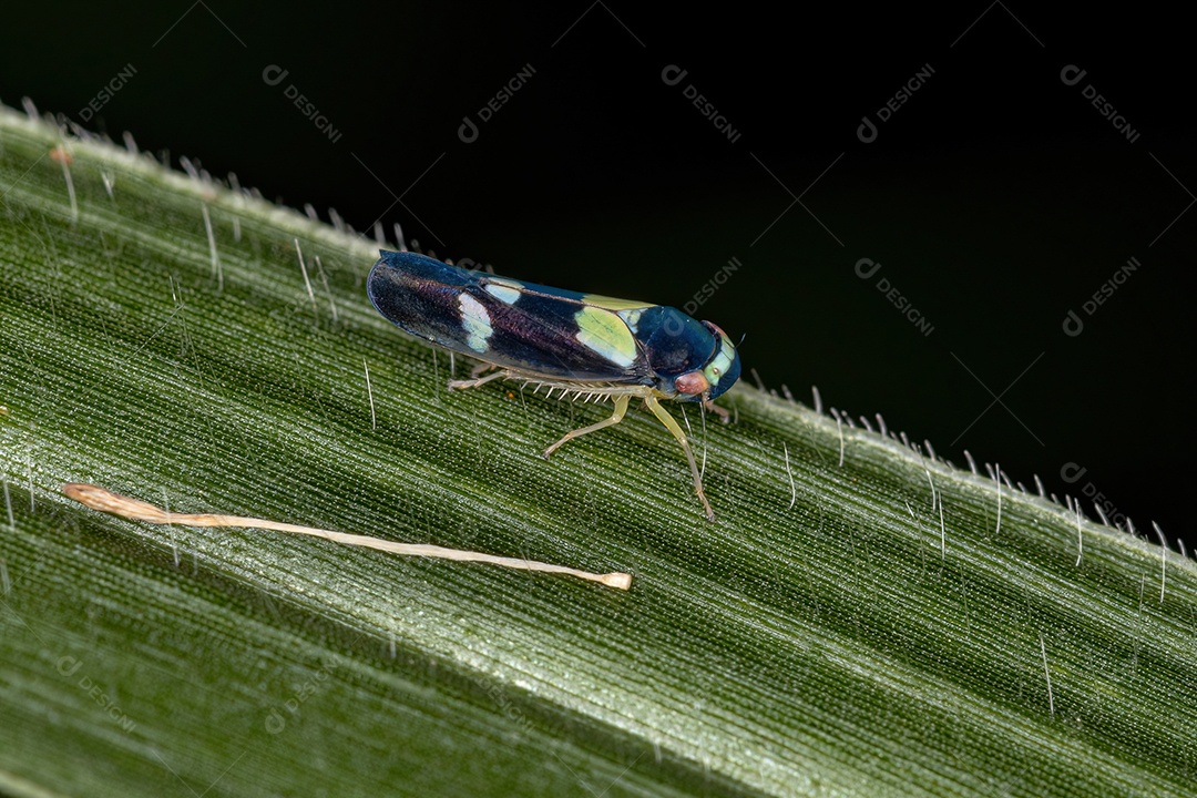 Inseto cigarrinha pequeno adulto do gênero Segonalia.