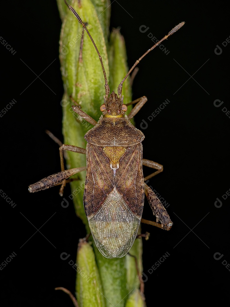 Inseto de planta sem cheiro adulto do gênero Harmostes.