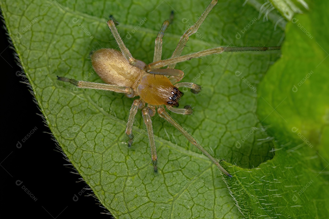 Aranha de Saco de Pernas Longas Macho Adulto do Gênero Cheiracanthium.