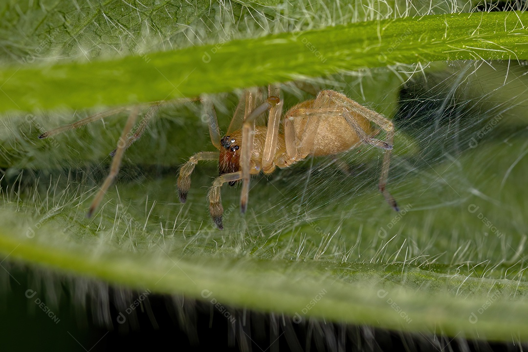 Aranha de Saco de Pernas Longas Macho Adulto do Gênero Cheiracanthium.