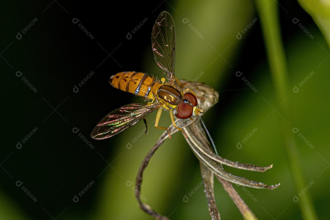 Mosca calígrafa adulta do gênero Toxomerus.