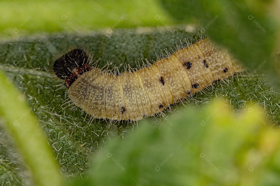 Lagarta Checkered Skipper da Subfamília Pyrginae.