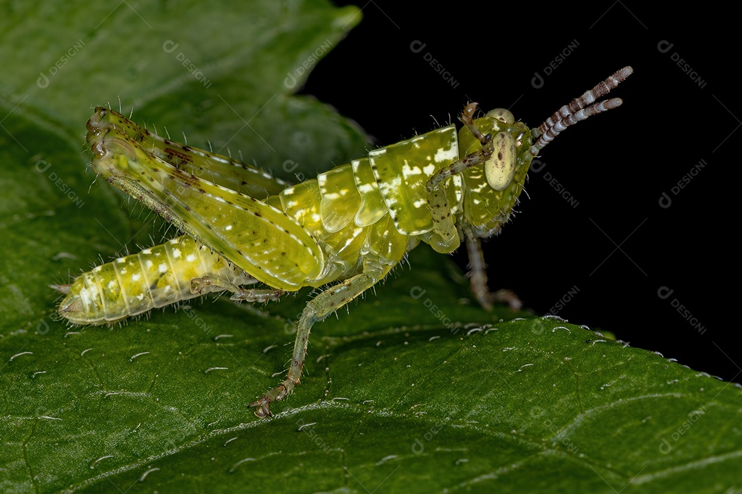 Ninfa de gafanhoto de chifre curto da família Acrididae.