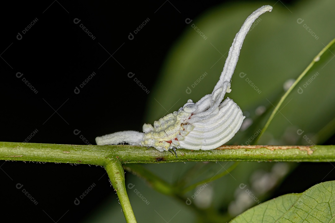 Insetos de escama branca da superfamília Coccoidea.