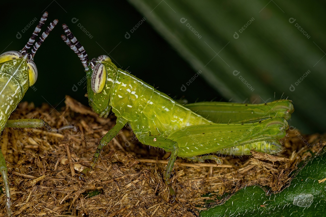 Ninfa de gafanhoto de chifre curto da família Acrididae.