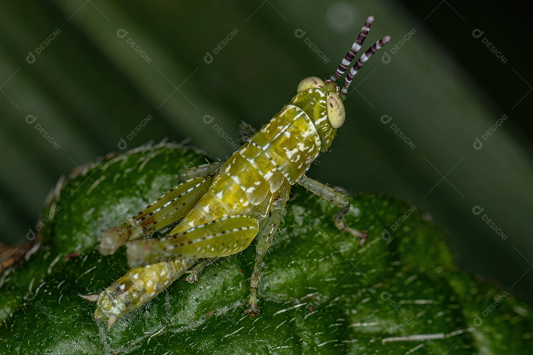 Ninfa de gafanhoto de chifre curto da família Acrididae.