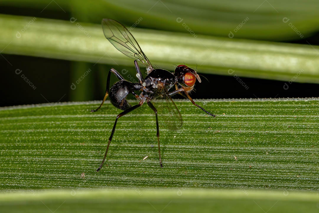 Mosca necrófaga negra adulta da família Sepsidae