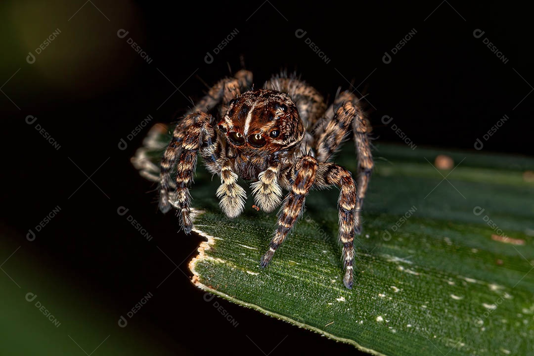 Aranha saltadora fêmea do Sumampattus quinqueradiatus