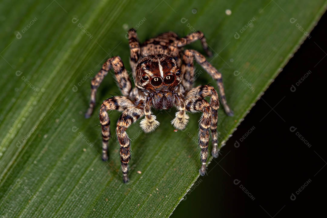 Aranha saltadora fêmea do Sumampattus quinqueradiatus