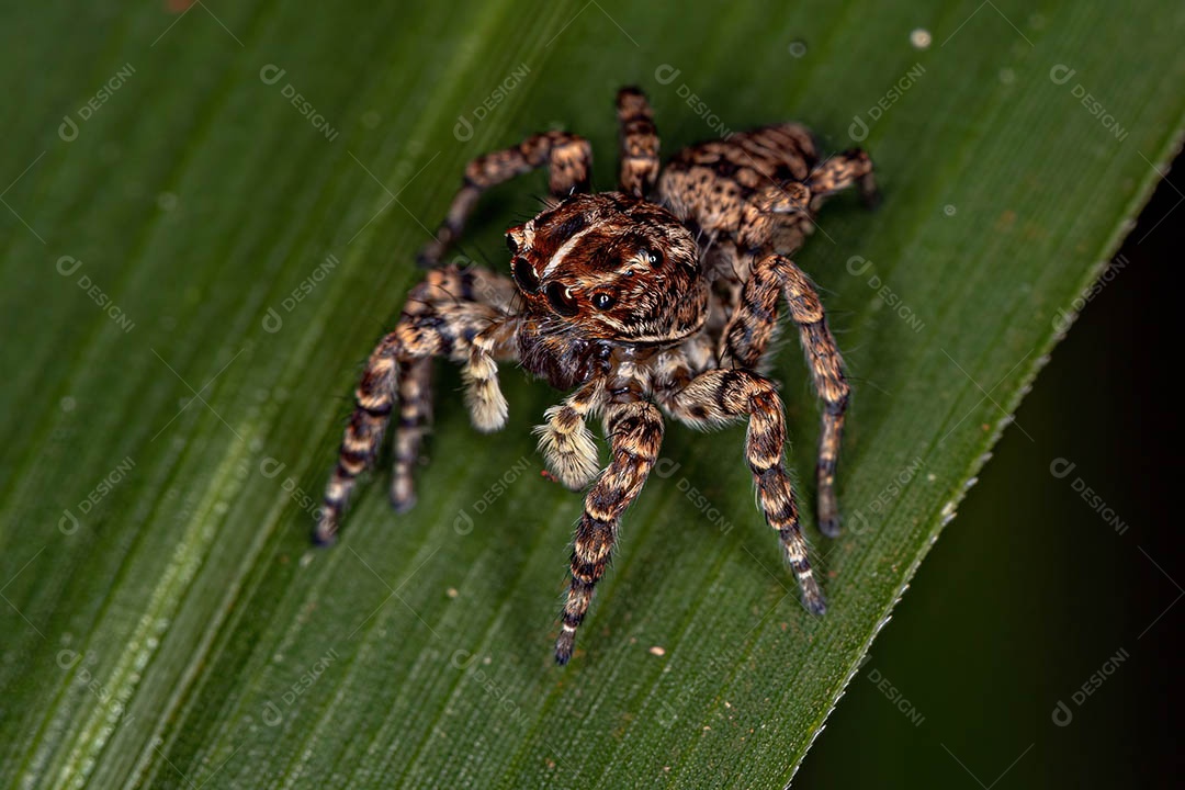 Aranha saltadora fêmea do Sumampattus quinqueradiatus