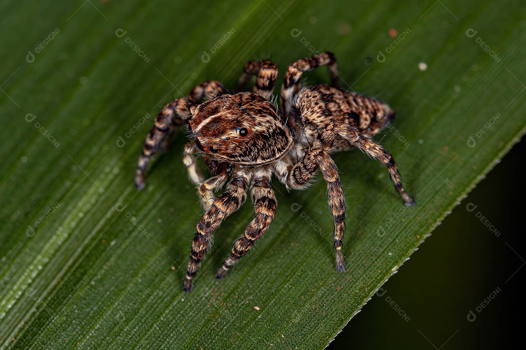 Aranha saltadora fêmea do Sumampattus quinqueradiatus