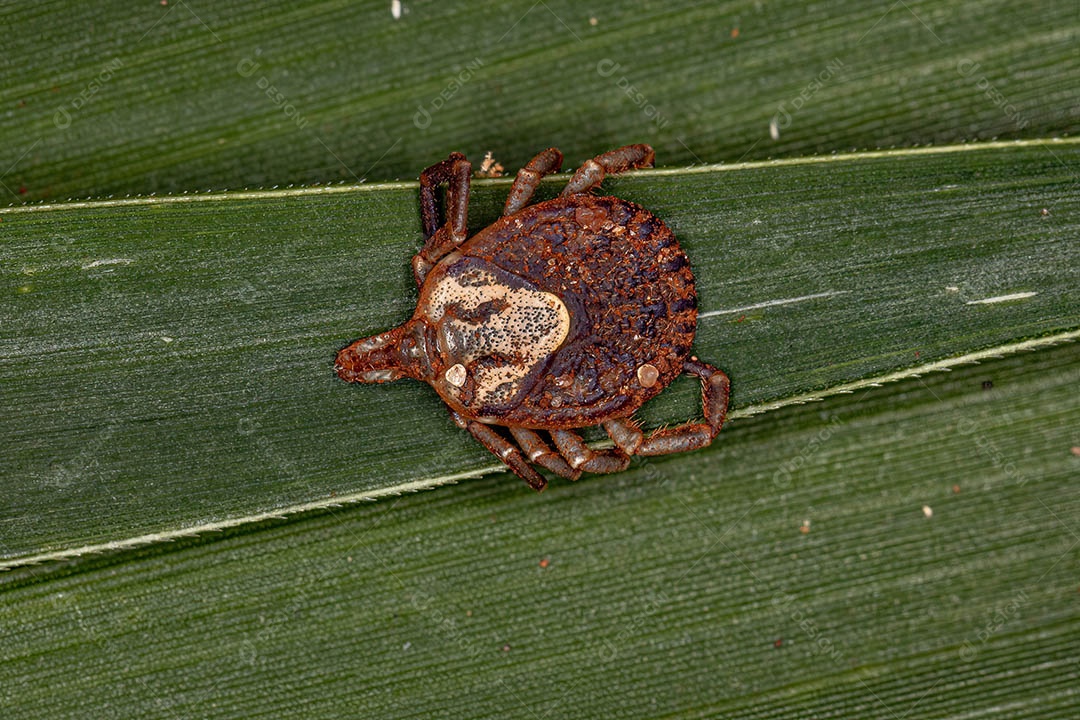 Fêmea adulta Cayenne Carrapato da espécie Amblyomma cajennense