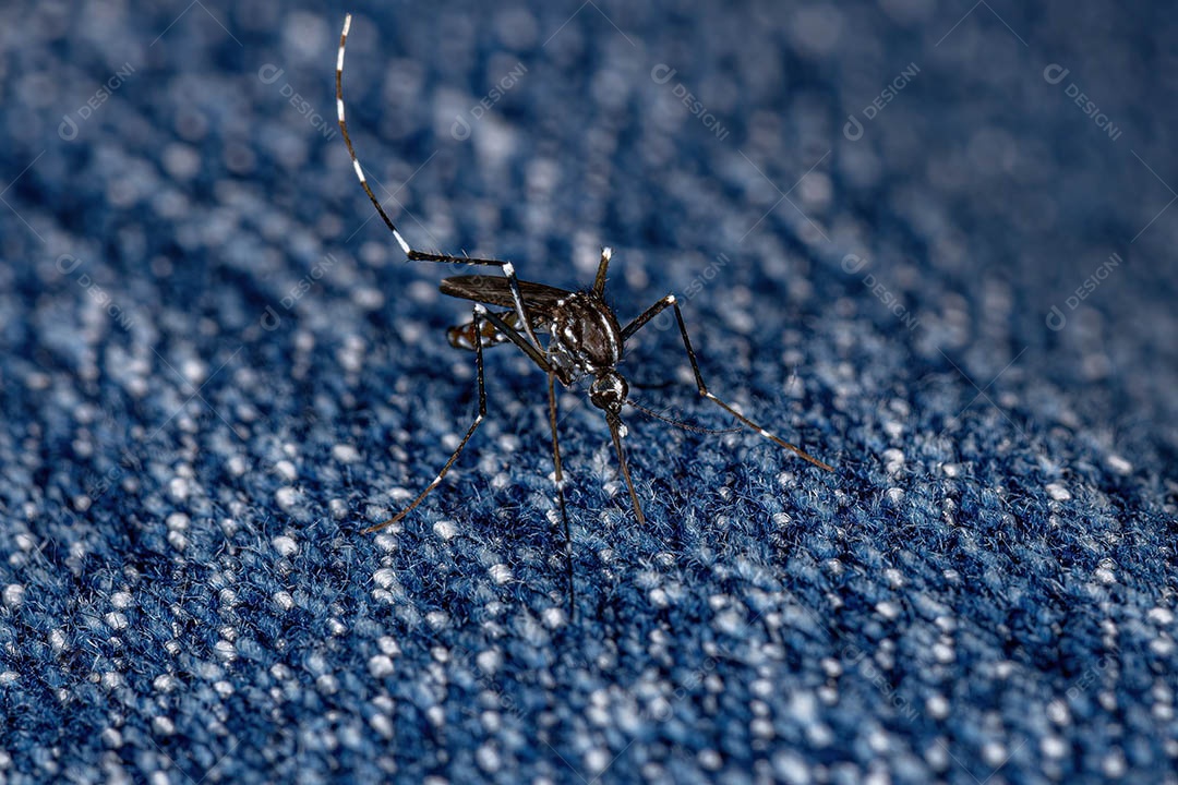 Mosquito Tigre Asiático adulto da espécie Aedes albopictus