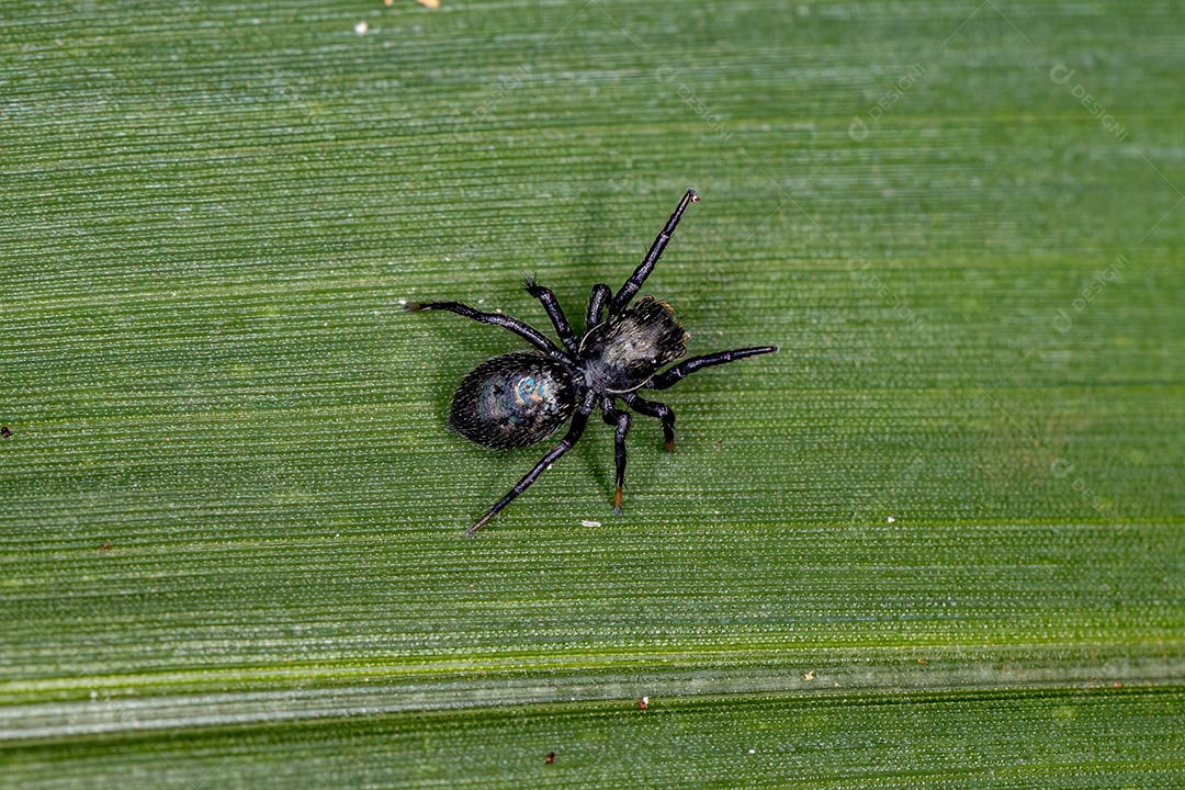 Pequena aranha saltadora preta da subfamília salticinae