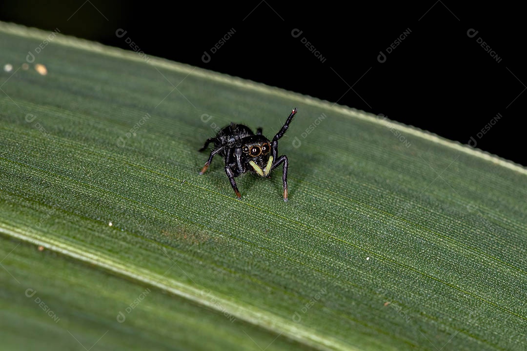 Pequena aranha saltadora preta da subfamília salticinae