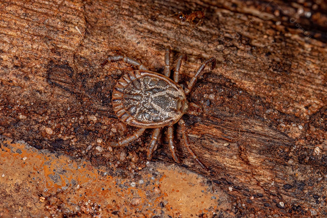 Macho Adulto Cayenne Tick do gênero Amblyomma