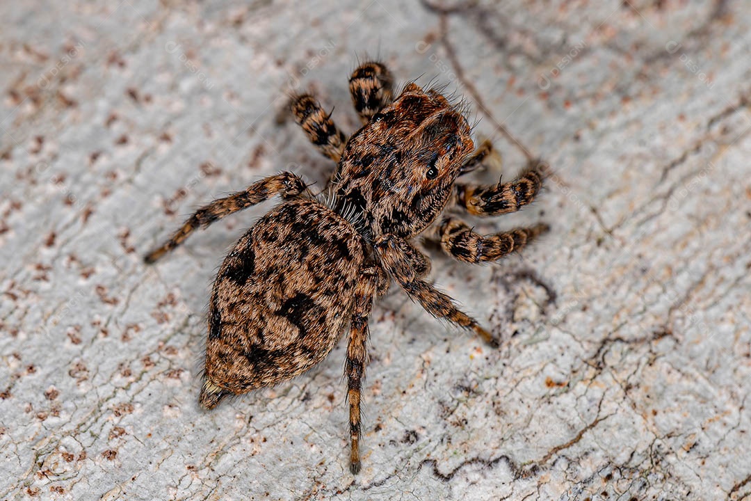 Aranha saltadora fêmea do Sumampattus quinqueradiatus