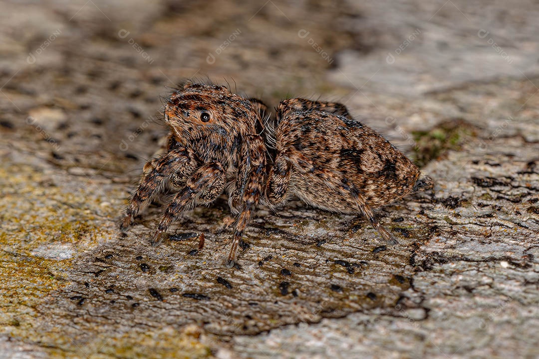 Aranha saltadora fêmea do Sumampattus quinqueradiatus