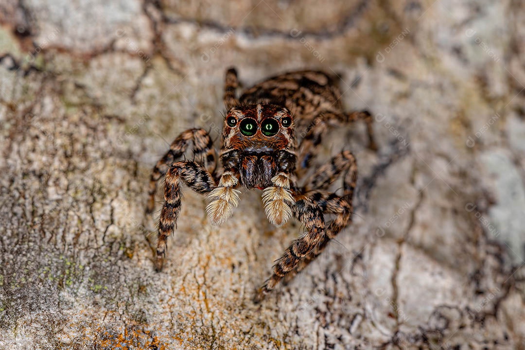 Aranha saltadora fêmea do Sumampattus quinqueradiatus