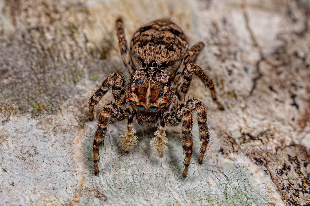 Aranha saltadora fêmea do Sumampattus quinqueradiatus