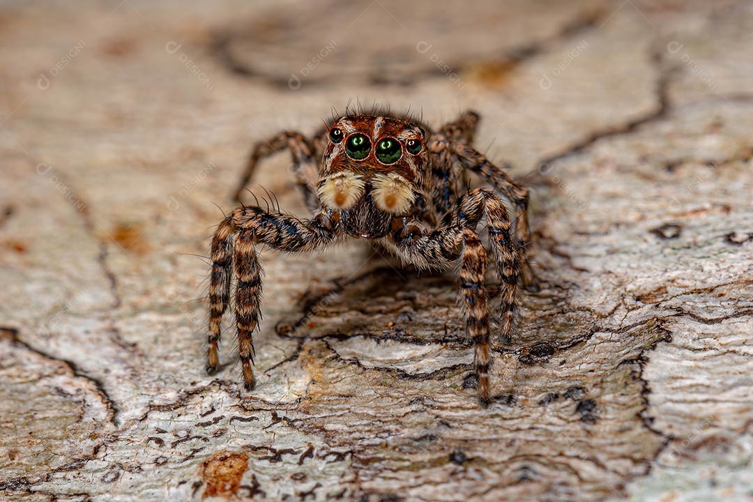 Aranha saltadora fêmea do Sumampattus quinqueradiatus