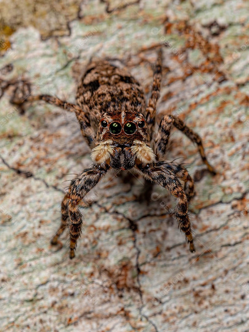 Aranha saltadora fêmea do Sumampattus quinqueradiatus