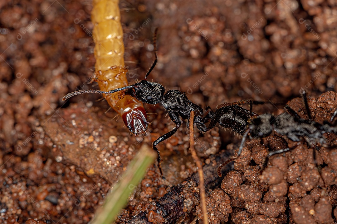 Fêmea adulta Cayenne Carrapato da espécie Amblyomma cajennense