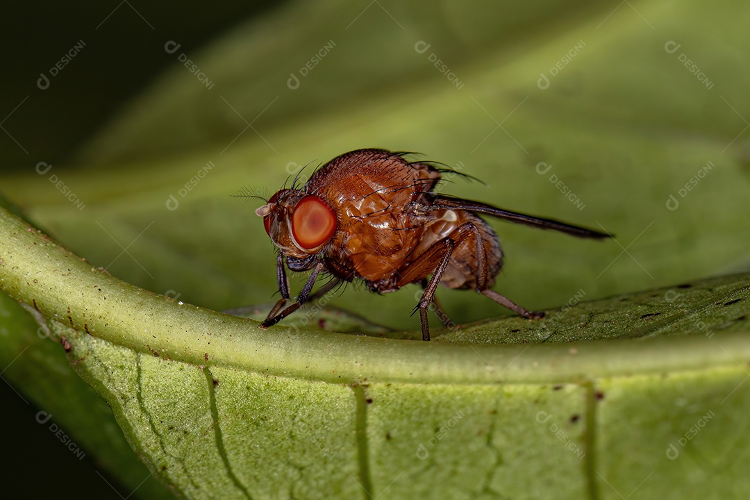 Mosca Acalyptrate adulta da subseção Zoo Acalyptratae