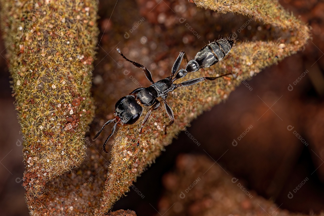 Formiga de galho fêmea adulta do gênero Pseudomyrmex